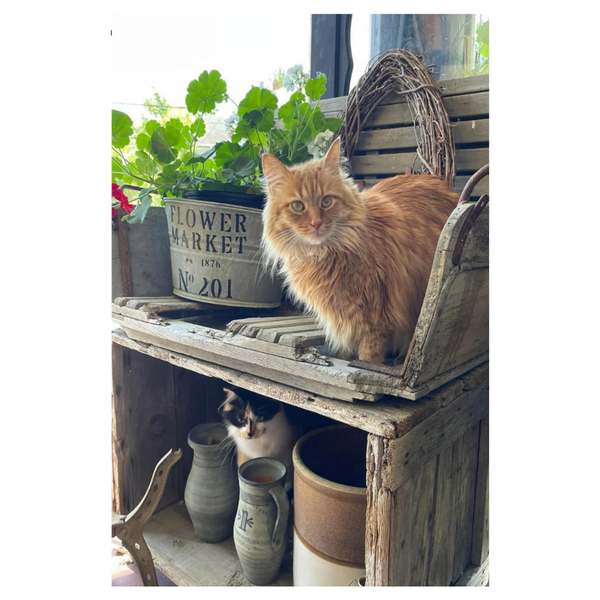 ‘Cat on Bench’ Decorative Flag